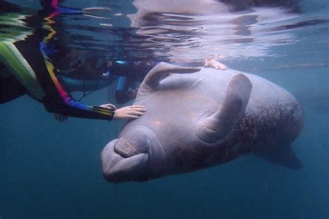 How to Swim With Wild Manatees in Florida
