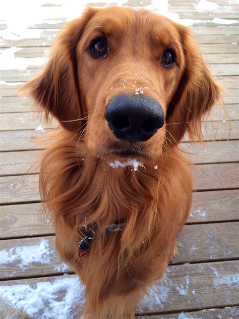 Golden Retriever Irlandese Golden Irish Breed Information,