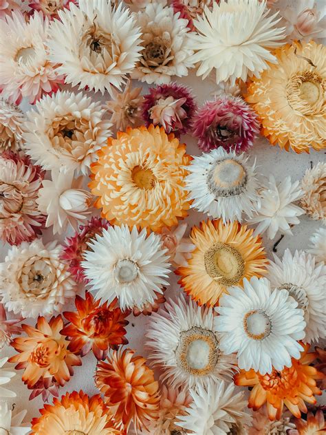 10,000+ Best Botany Photos · 100% Free Download · Pexels Stock Photos