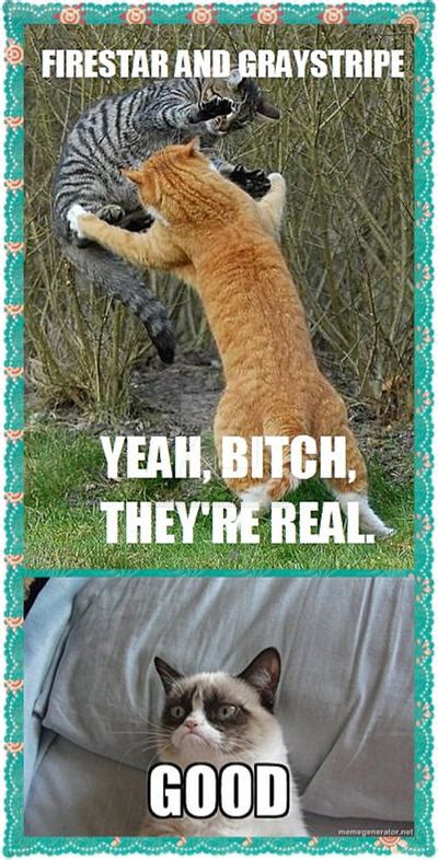 warrior cats  grumpy cats meme  xxspiritwolfxx  deviantart