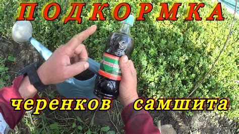 Подкормка укореняемых черенков самшита. Средство для развития корней ...
