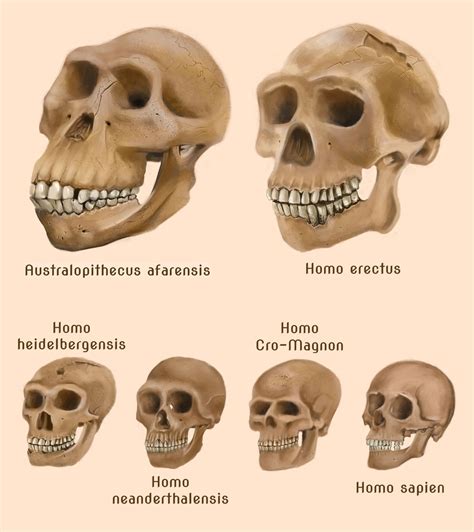 Human evolution skulls by amircea on DeviantArt in 2024 | Human ...