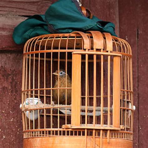 bird cage covers   feathered friend