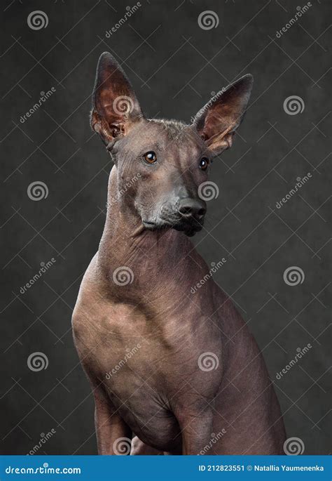 Portrait of Mexican Hairless Dog Stock Image - Image of mythology ...