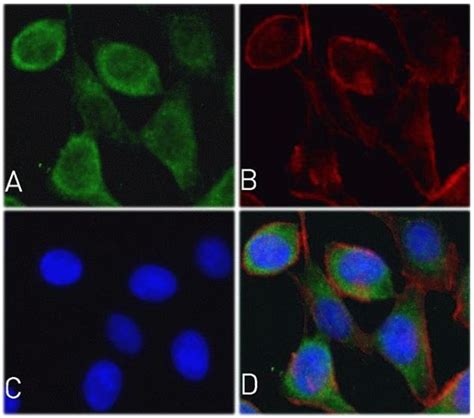 Cytochrome C Antibody (710627)