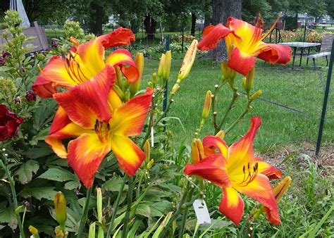 PETAL PUSHER DAYLILIES - SMOKING HOT REDHEAD