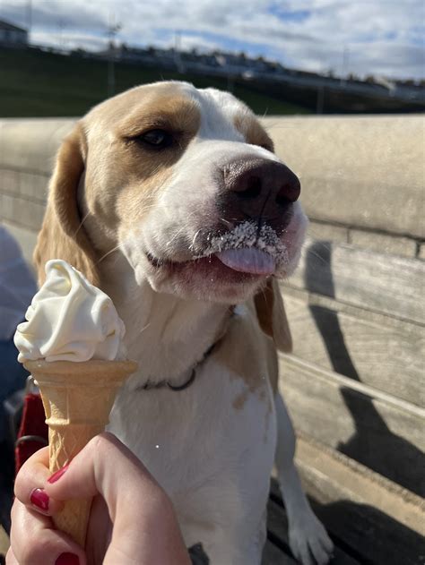 Beagles hate ice cream 🍦🐶 : r/Eyebleach
