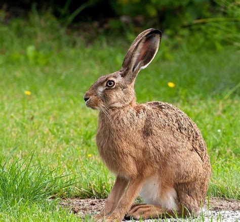 Pin on позы зайца | Rabbit, Hare, Hare pictures