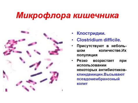 Микрофлора тела человека - презентация онлайн