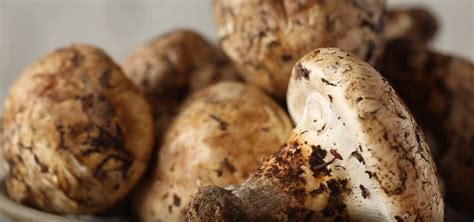 Гриб Мацутакэ (Tricholoma) - цена до 40.000 рублей за 1 кг