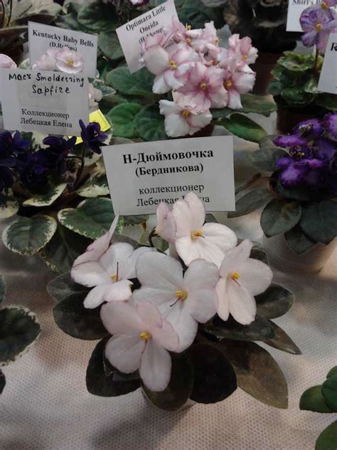 Форум "Украина сенпольная" (г.Киев) • Просмотр темы - Выставка фиалок ...