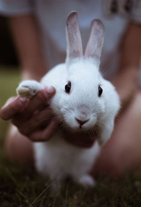 30+ Coelhinhos bem fofos e queridos para você entrar no clima da Páscoa ...