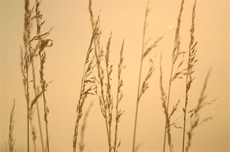Dried Grass on a Yellow Background Free Stock Photo | FreeImages
