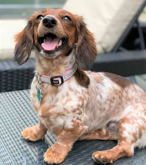dachshund colors  patterns explained  pictures artofit