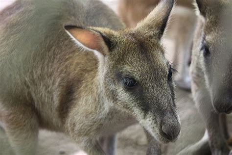 gambar kanguru terbaru gambarbinatangcom