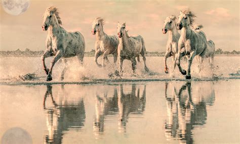 Лошадь бежит - фото и картинки: 62 штук