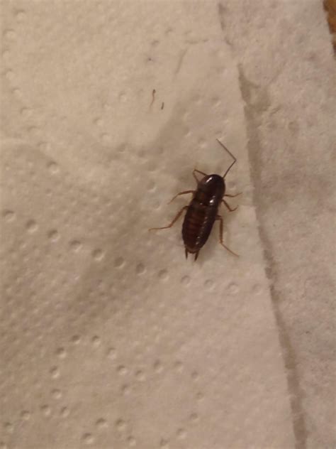 Identification, please. Is this a German roach? Found in my shower : r