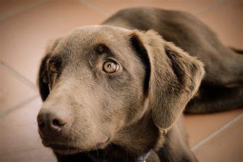 reasons     labrador farmers wife  mummy