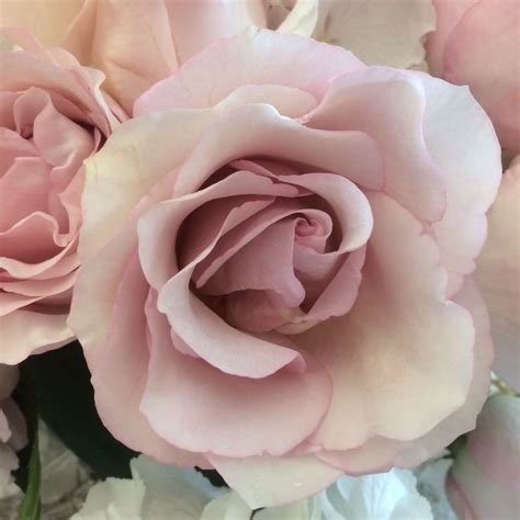 Secret Garden rose | Secret garden, Gardening blog, Rose