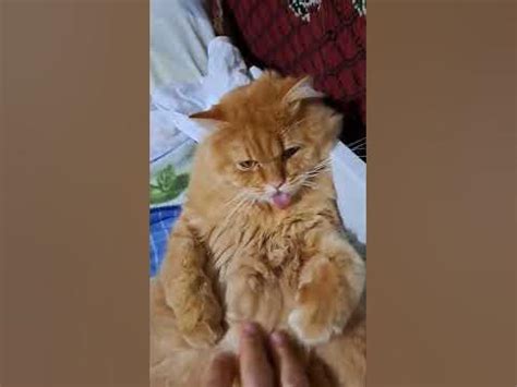 не відмовляйте ні в чому коту - YouTube