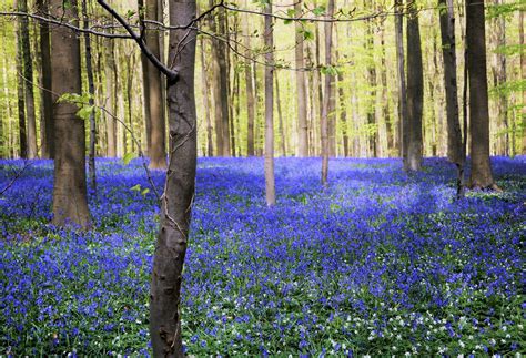 bluebells 3 (1) - Picniq Blog