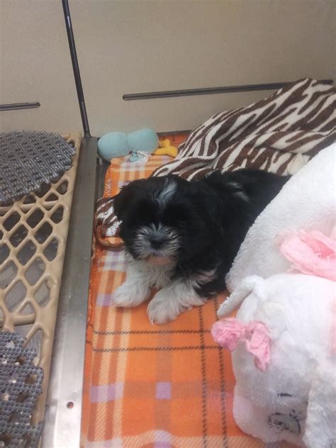 pets r inn grand forks 7