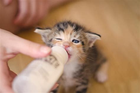 My Kitten Won't Drink Water - Should I Be Worried?