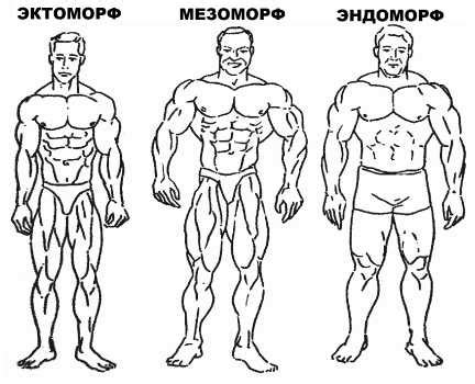 Мезоморф телосложение – Мезоморф - психология