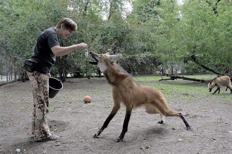 The maned wolf (Chrysocyon brachyurus) is the largest canid in South ...