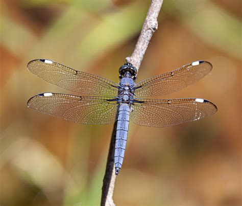 Spangled Skimmer in June | Mike Powell