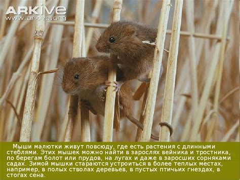 Мышь-малютка