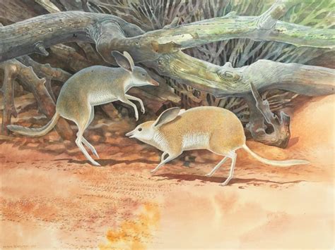 Recently Discovered Mammals