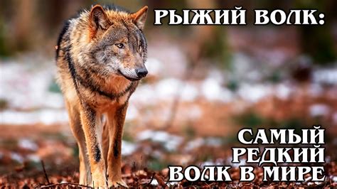 РЫЖИЙ ВОЛК: Гибрид койота и серого волка | Интересные факты про волков ...