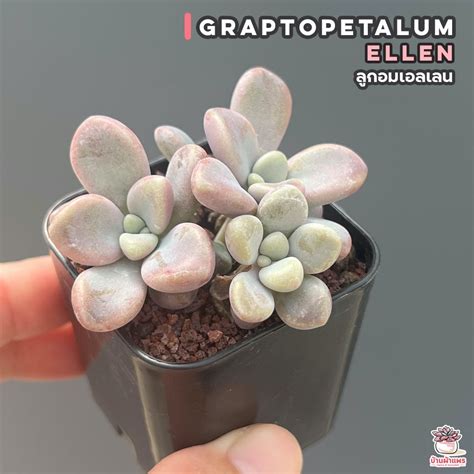 ลูกอมเอลเลน Graptopetalum Ellen ไม้อวบน้ำ กุหลาบหิน cactus&succulent ...