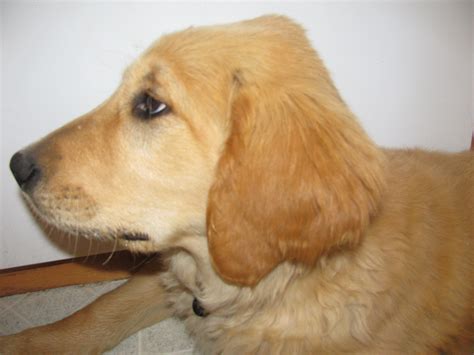 question about bump on head | Golden Retriever Dog Forums