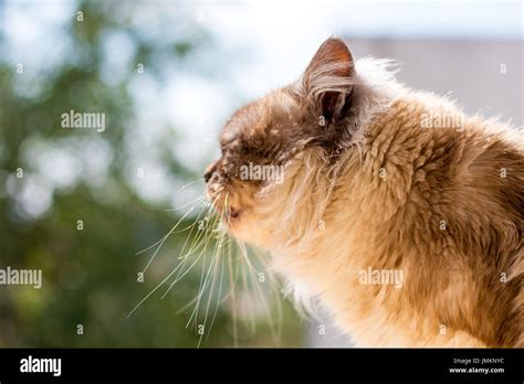 Amazing cat on the nature Stock Photo - Alamy