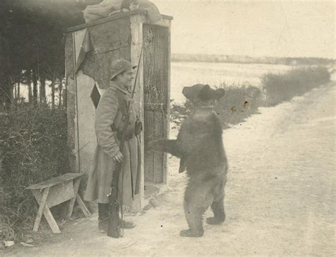 Lot - Very Rare Russian Military with Black Bear