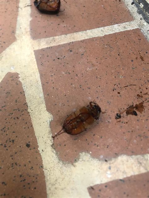 Beetles on my porch every morning, what are these & how do I get rid of