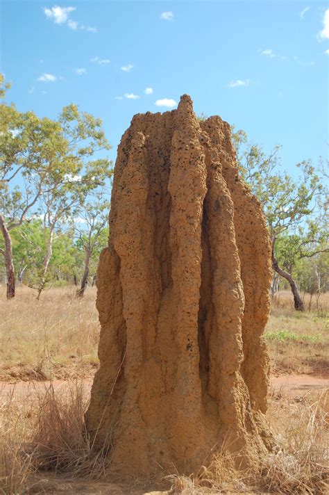 Termite Mound - Nature's Architectural Wonder