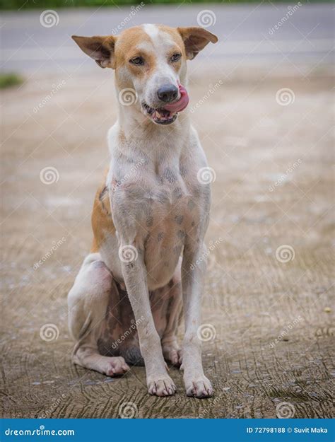 Dog stock photo. Image of green, people, color, outdoors - 72798188