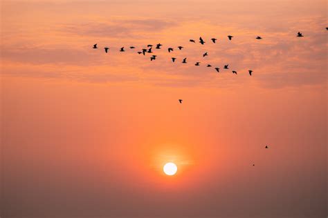 Energy in the Cities - Global Warming - Climate Change - Birds Migration