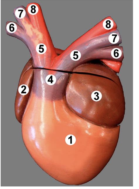ventral external view  frog heart diagram quizlet
