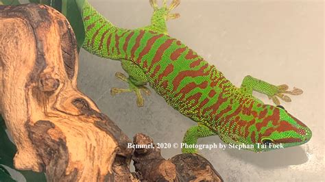 Phelsuma grandis – Foekreptiles