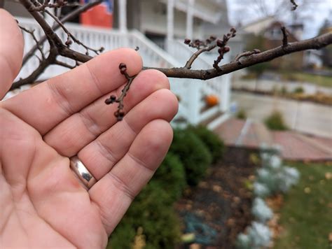 Triumph Elm Tree - Fall Buds - November 2022