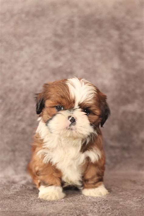 Shih tzu puppies for sale – Artofit