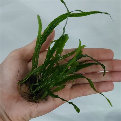 needle leaf java fern microsorum pteropus sp needle