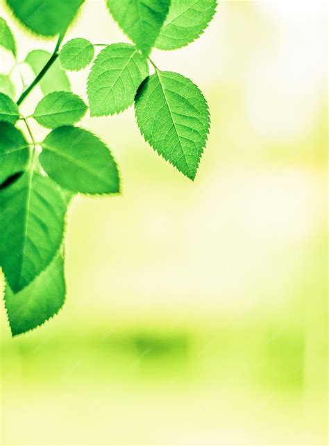 Premium Photo | The best time to plant a tree is now