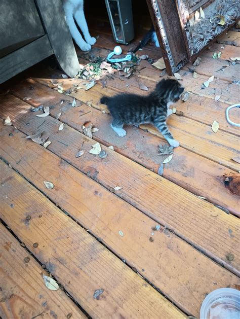 American Bobtail Cats For Sale | Shasta Lake, CA #458613
