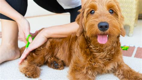 12 Tips for Goldendoodle Grooming at Home | Fox Creek