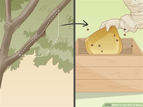 How to Get Rid of Bees: 15 Steps (with Pictures) - wikiHow